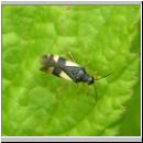 Dryophilocoris flavoquadrimaculatus - Weichwanze 01.jpg